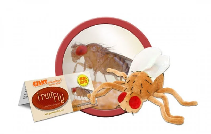 Fruit Fly (Drosophila melanogaster) - GIANTmicrobes® Plush Toy